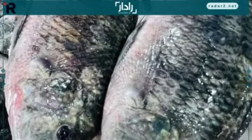 أسعار البلطي والأسماك في كفر الشيخ يوم السبت 20 ديسمبر 2025